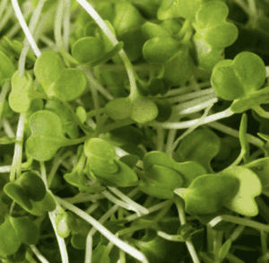 Pousses de radis biologique