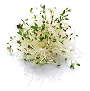 germination_luzerne