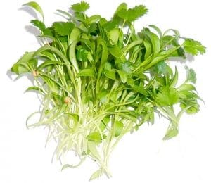 micro-pousses_coriandre