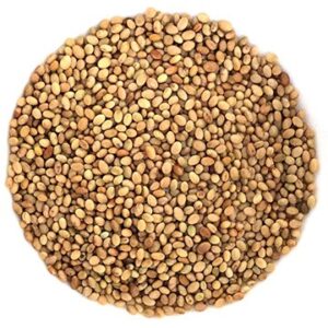 semences Luzerne biologique_germination_alfalfa