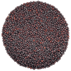 Semences de raipini biologique