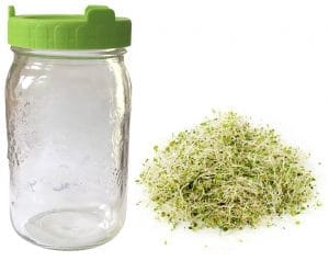 Germoir en verre 1 litre