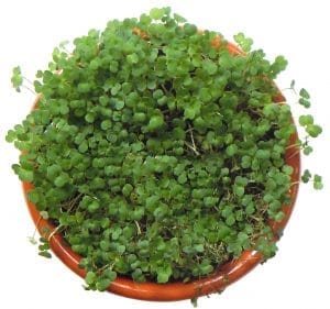 Pousses de roquette germée biologique