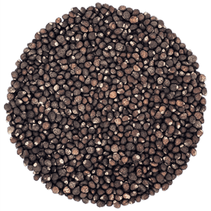 Semences de sisho vert biologique