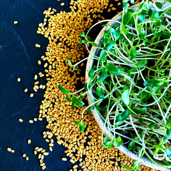 Organic Fenugreek - Image 3