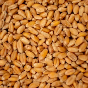 germina_semences_ble-roux_immunitaire_bonne-humeur_quebec-canada_2025-10-16