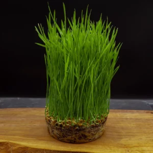 germina_semences_ble-roux_immunitaire_bonne-humeur_quebec-canada_2025-10-3