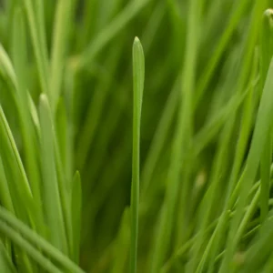 germina_semences_ble-roux_immunitaire_bonne-humeur_quebec-canada_2025-10-6