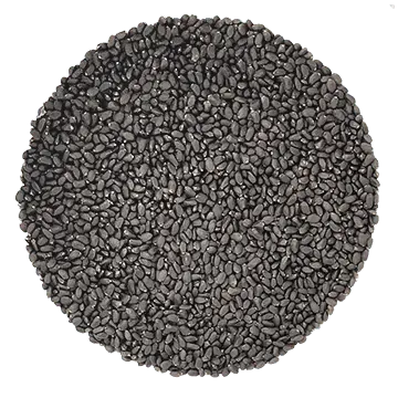 Basilic Cannelle biologique