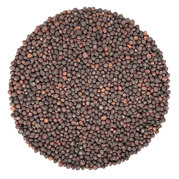 Chou Rave Mauve biologique