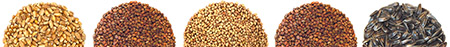 Base-5-rond-de-semences-mobile