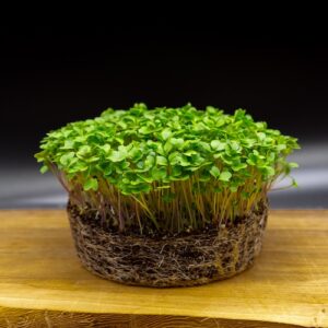 germina_semences_brocoli-spigariello_sulforaphane_immunite_quebec-canada_2025-10-1