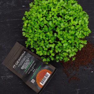 germina_semences_brocoli-spigariello_sulforaphane_immunite_quebec-canada_2025-10-9